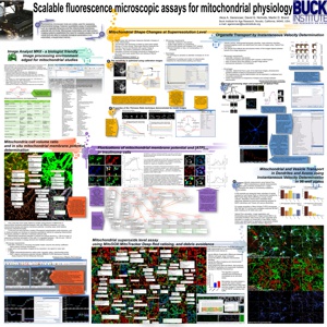 Scalable fluorescence microscopic assays for mitochondrial physiology