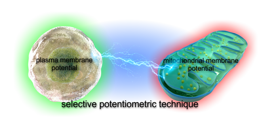 TMRM FLIPR technique - mitochondrial assay