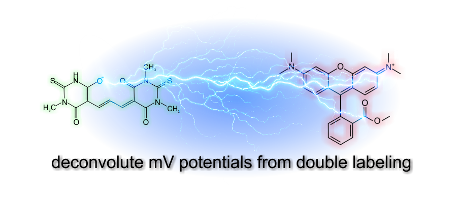 bis-oxonol and tetramethylrhodamine methyl ester (TMRM)