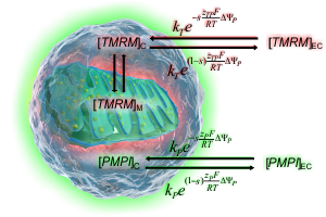 Theory of the TMRM/FLIPR technique