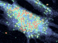 Mitochondrial NADH assay