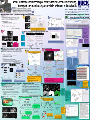 Novel fluorescence microscopic assays for mitochondrial swelling, transport and membrane potentials in adherent cultured cells