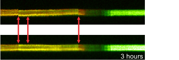 Human beta-cell line scan