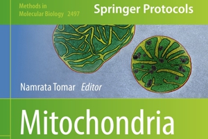 Lerner and Gerencser Mitochondrial Membrane Potential