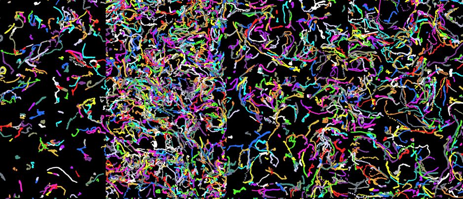 Image Analyst MKII - Cell Tracking in Microplate Data